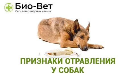 Признаки отравления борщевиком у собак и кошек
