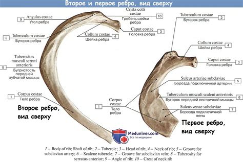 Причины названия второго ребра: история и символика