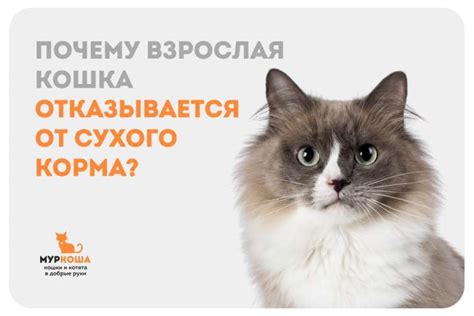 Причины отказа от сухого корма