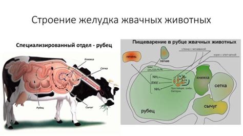 Развитие пищеварительной ямки у КРС