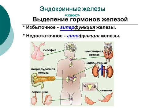 Распространение твёрдого и прочного материала в организме