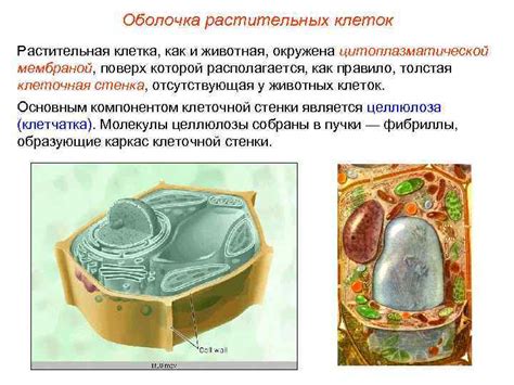 Растительная оболочка: плюсы и минусы