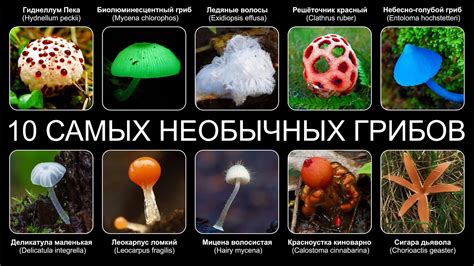 Редкие виды грибов в Рязанской области: некоторые необычные находки в местных лесах