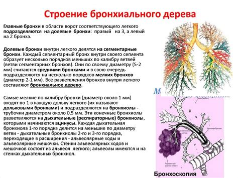 Роль бронхов в процессе дыхания