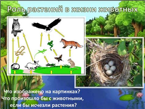 Роль изучения разнообразных групп растений в балансе экосистемы