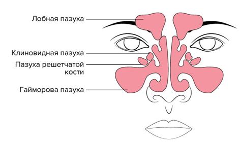 Роль носовых пазух в организме человека