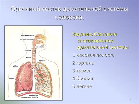 Роль органов дыхательной системы в организме