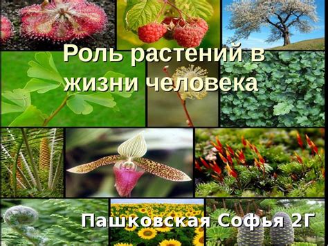 Роль разделений растений в научных исследованиях