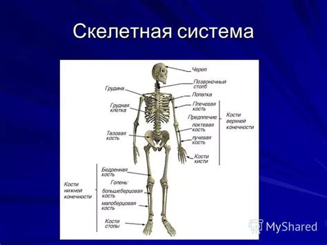 Роль скелетной ткани в поддержке организма и обереге внутренних органов
