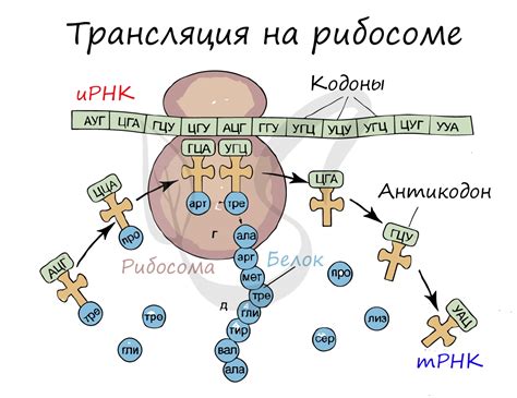 Роль урацила в РНК: от транскрипции к трансляции