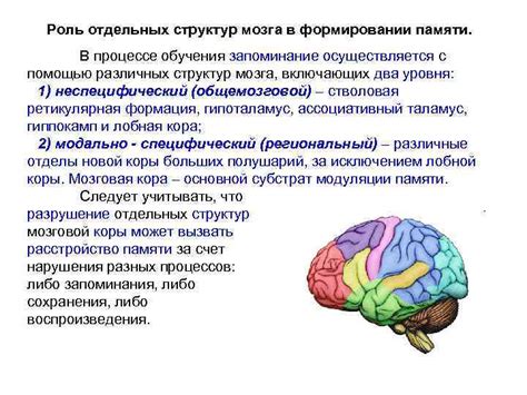 Роль центральных долей мозга в формировании оперативной памяти и стратегического планирования