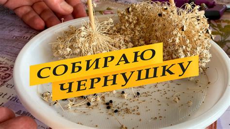 Сбор и хранение семян из цветущих стеблей лука