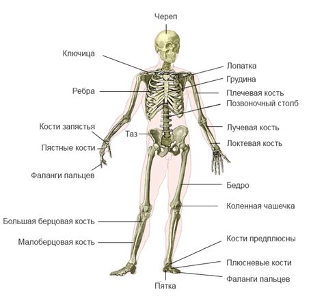 Связь между второй реберной костью и другими элементами скелета