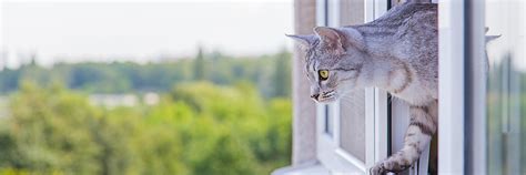Символика и значение сна: кошка выпала из окна