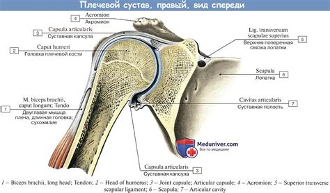 Символическое значение левого плеча