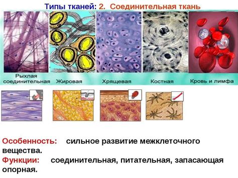 Состав и функции различных клеток и компонентов в костной ткани