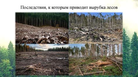 Сохранение лесов: глобальная экологическая проблема