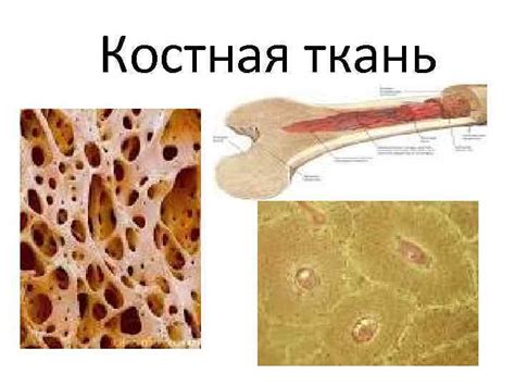 Структура волокнистого каркаса костной ткани