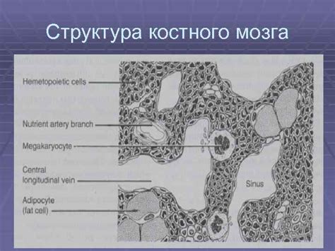 Структура второго костного элемента: симметричная анатомическая особенность