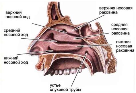 Структура и форма полостей носа