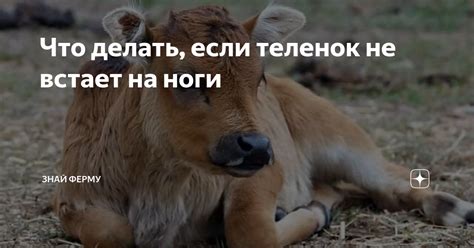 Теленок не проявляет интерес к пище: основные причины