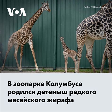 Угрозы представителям этого исчезающего видапод покровительством заповедников