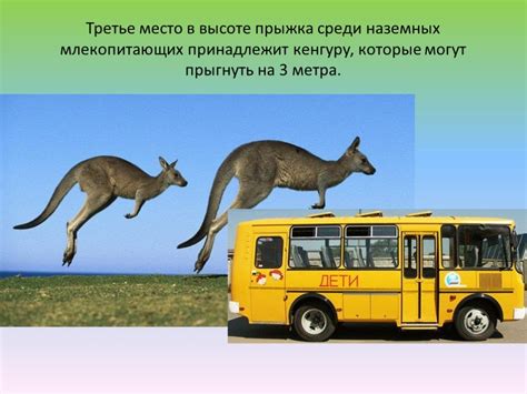Удивительное разнообразие животного мира на этом известном тульском рынке