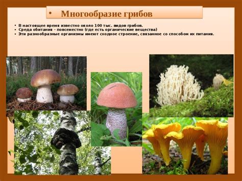 Уникальные места обитания радужных грибов в нашей стране