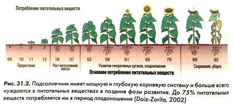Фазы развития растений и их влияние на совместимость соседства