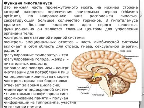 Функция боковых ядер гипоталамуса в процессе сохранения информации