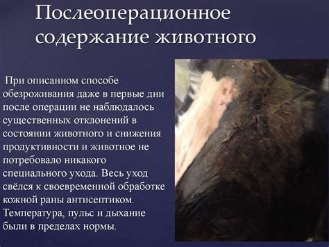 Характеристика местоположения пустой впадины у крупного рогатого скота