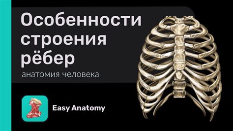 Частые проблемы, связанные с расположением вторичного ребра у человеческого организма