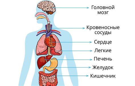  Взаимосвязь бронхов с остальными органами тела человека 