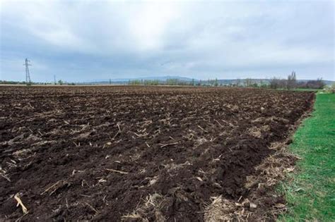  Корнеплоды: укрепление почвы и повышение урожайности 