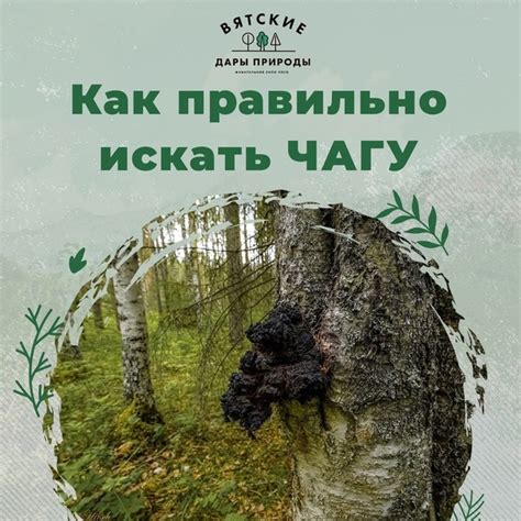  Мнение специалистов: эксперты о рекомендуемом потреблении чаги детьми 