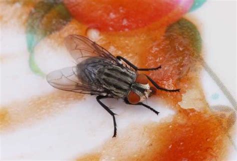  Потенциальные заболевания, которые могут быть переданы мошками 