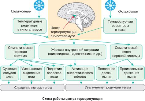 Адаптация организма к изменениям