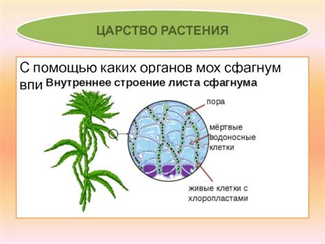 Адаптация сфагнума