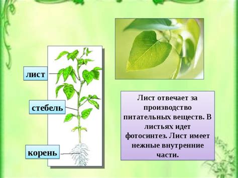 Анализ питательных веществ в листьях деревьев