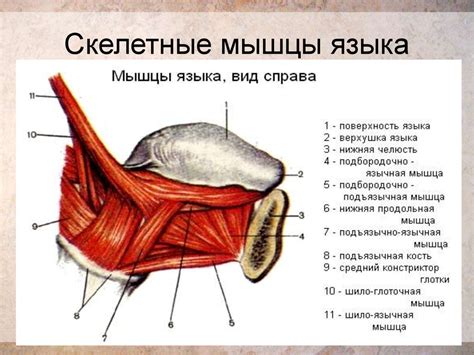 Анатомическое строение, функции, особенности