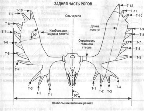 Анатомическое строение рогов лося