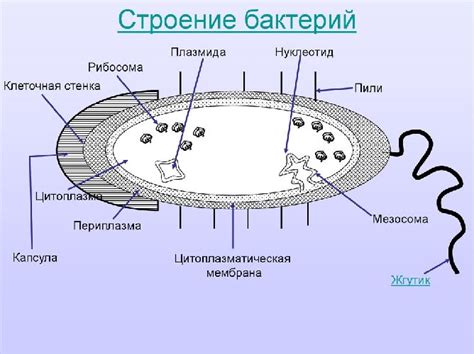 Бактерии в природе и их способы размножения