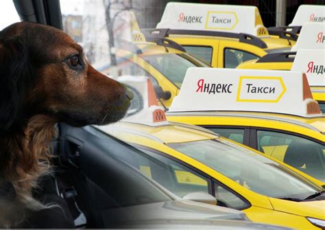 Безопасность и комфорт животных