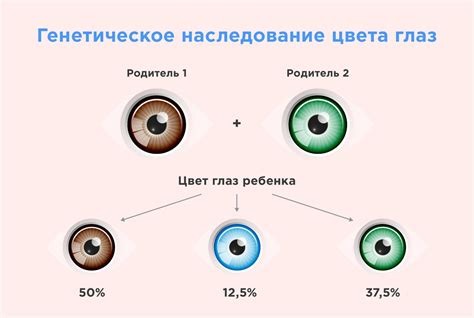 Биологические механизмы формирования цвета глаз