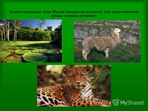 Богатство флоры и фауны в природных зонах океана