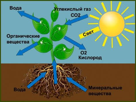 Важность минерализации для растений