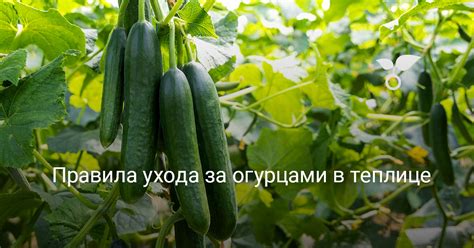 Важные аспекты ухода за огурцами на протяжении сезона