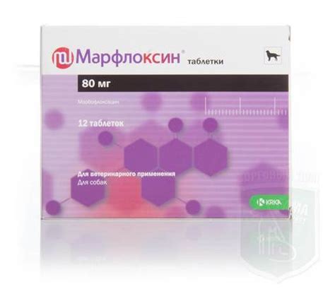 Важные рекомендации для собак!