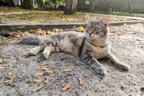 Взаимодействие между кошками: что происходит