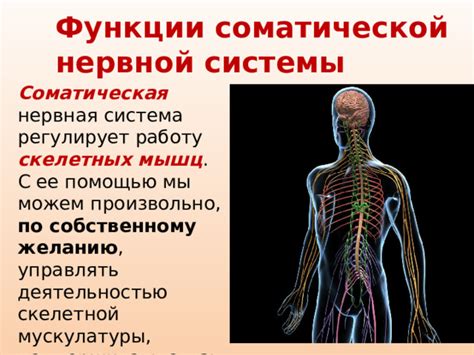 Взаимодействие соматической нервной системы
